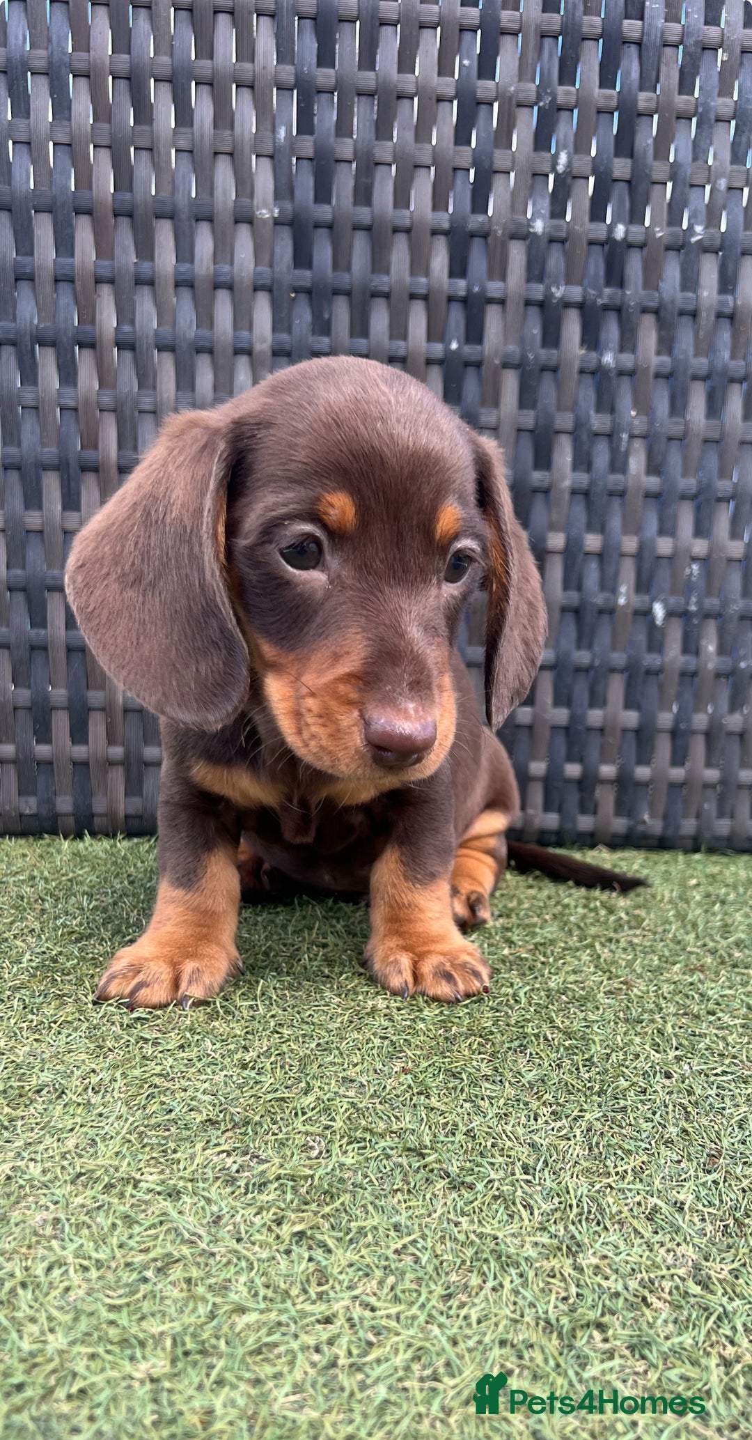 Miniature Dachshund dogs for sale: Stunning miniature dachshund puppies  - Image 7