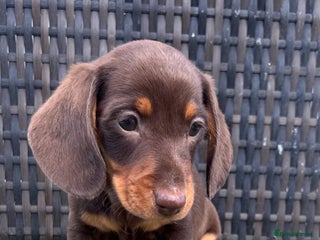 Miniature Dachshund dogs - Advert 28