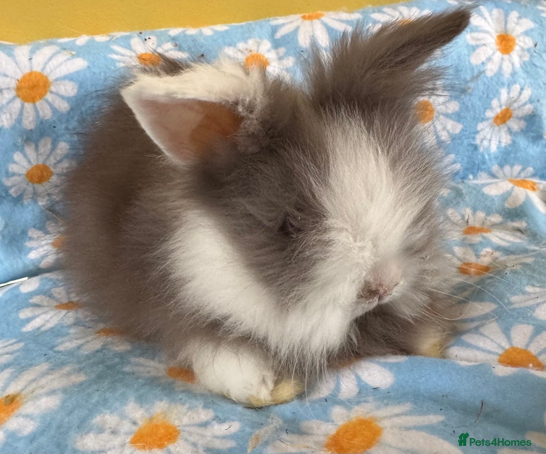 Lionhead rabbits for sale: BEAUTIFUL DOUBLE MANED LIONHEAD RABBITS FOR SALE  - Image 6