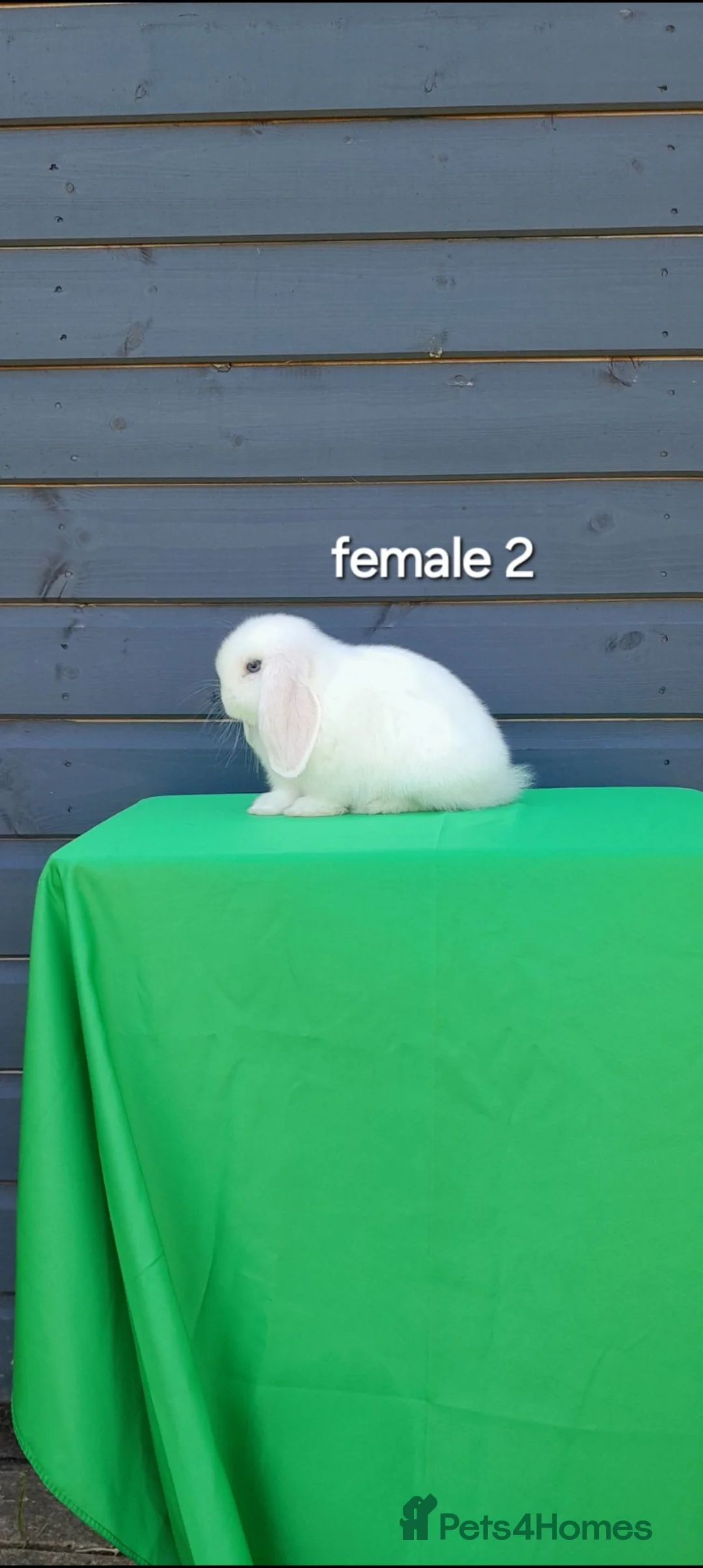 Mini Lop rabbits for sale: Purebred mini lop rabbits  - Advert 12
