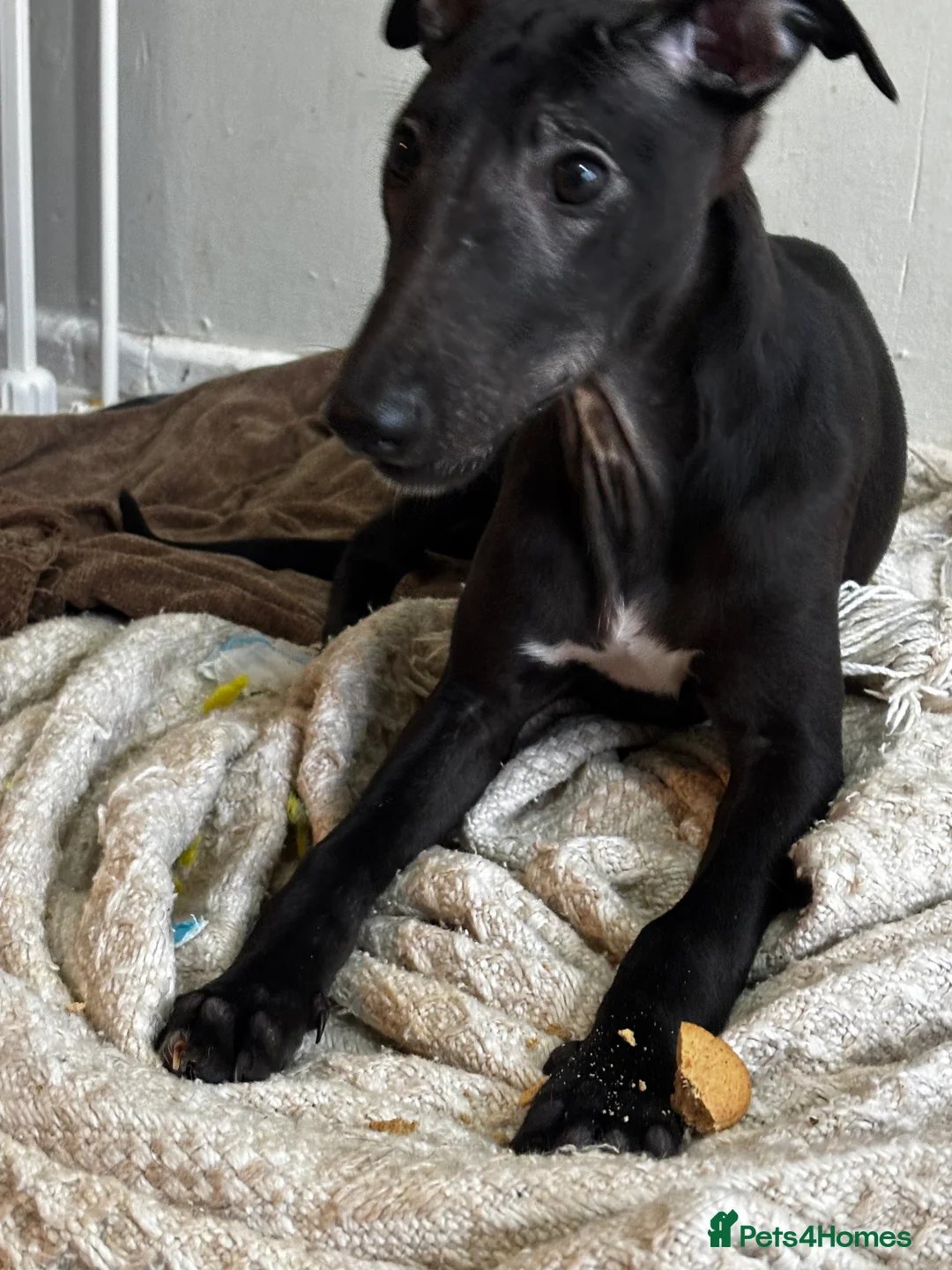 Whippet dogs for sale: KC registered whippet puppy  - Advert 9