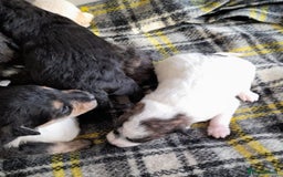 Jackapoo dogs for sale: Stunning Litter F1 JACKAPOO + Big Puppy Pack  - Image 5