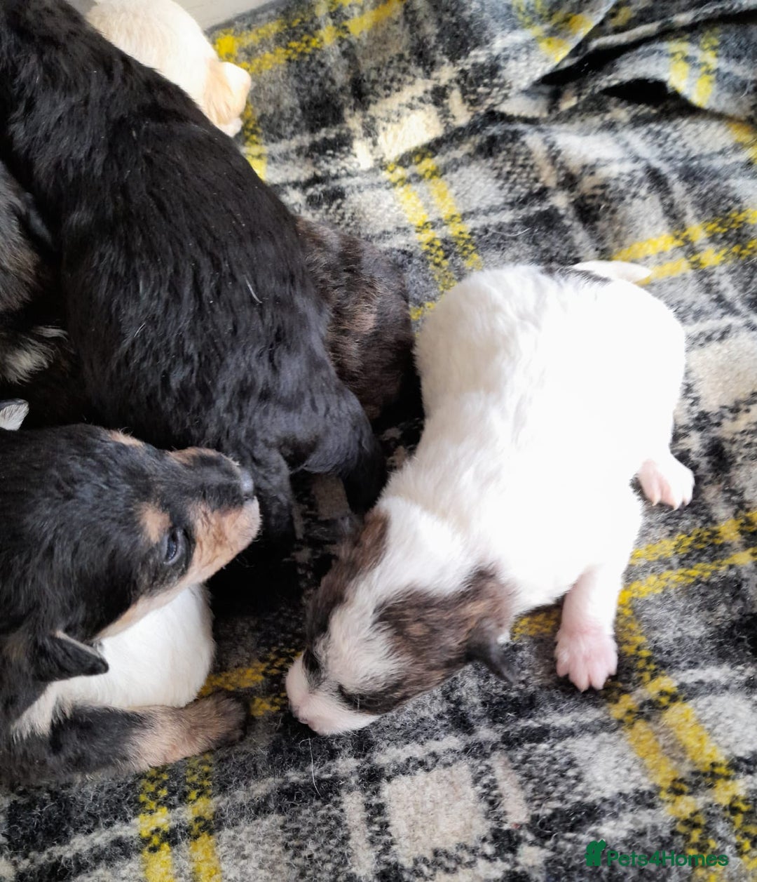 Jackapoo dogs for sale: Stunning Litter F1 JACKAPOO + Big Puppy Pack  - Image 5