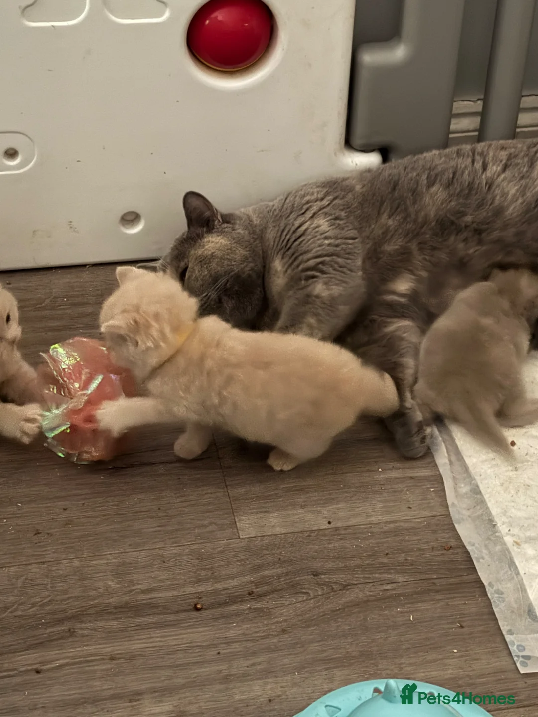 British Shorthair cats for sale: Stunning GCCF reg BSH kittens  - Advert 1