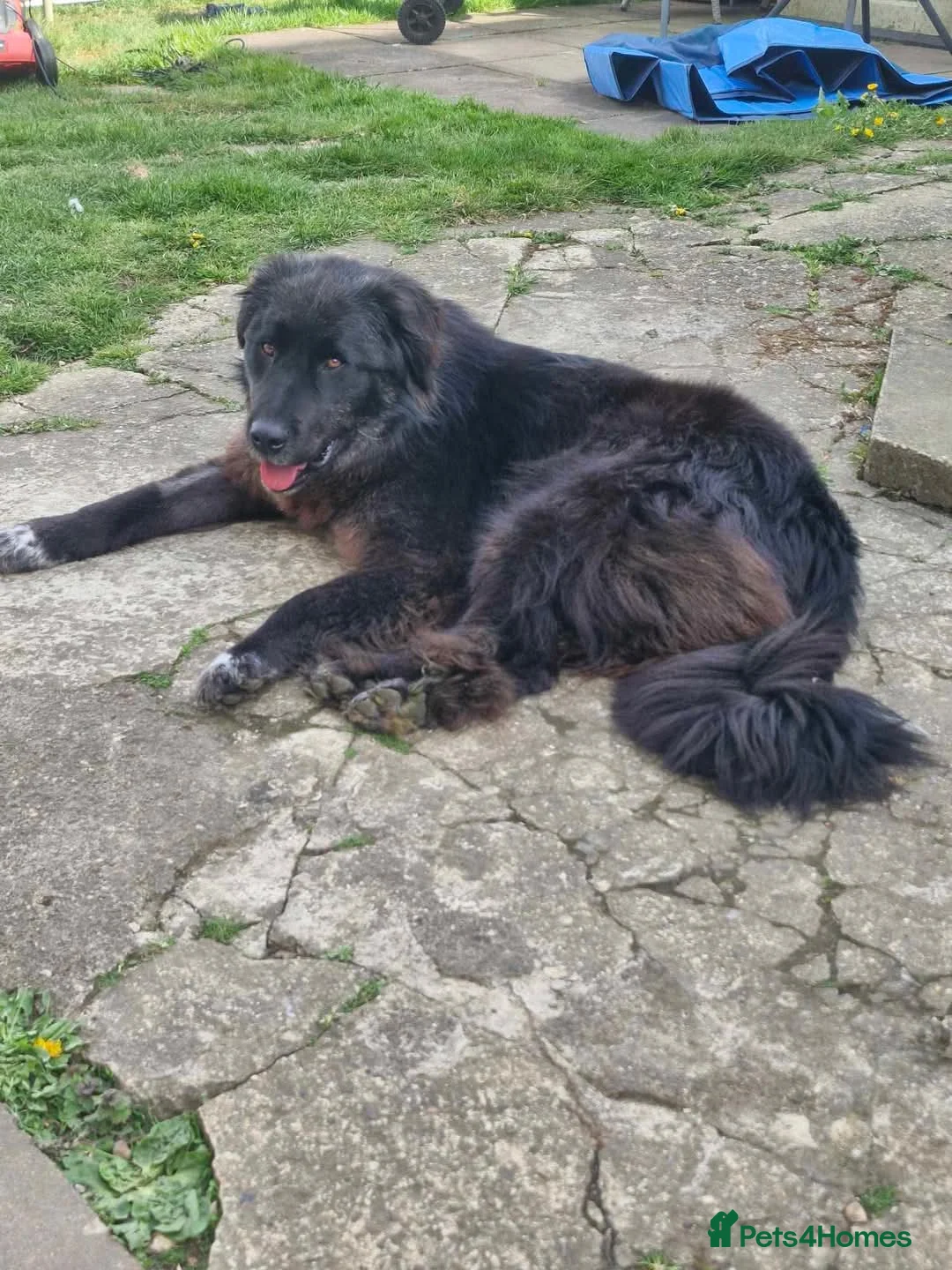 Mixed Breed dogs for adoption: Meet Bryony, currently residing in Kent in Maidstone - Advert 2