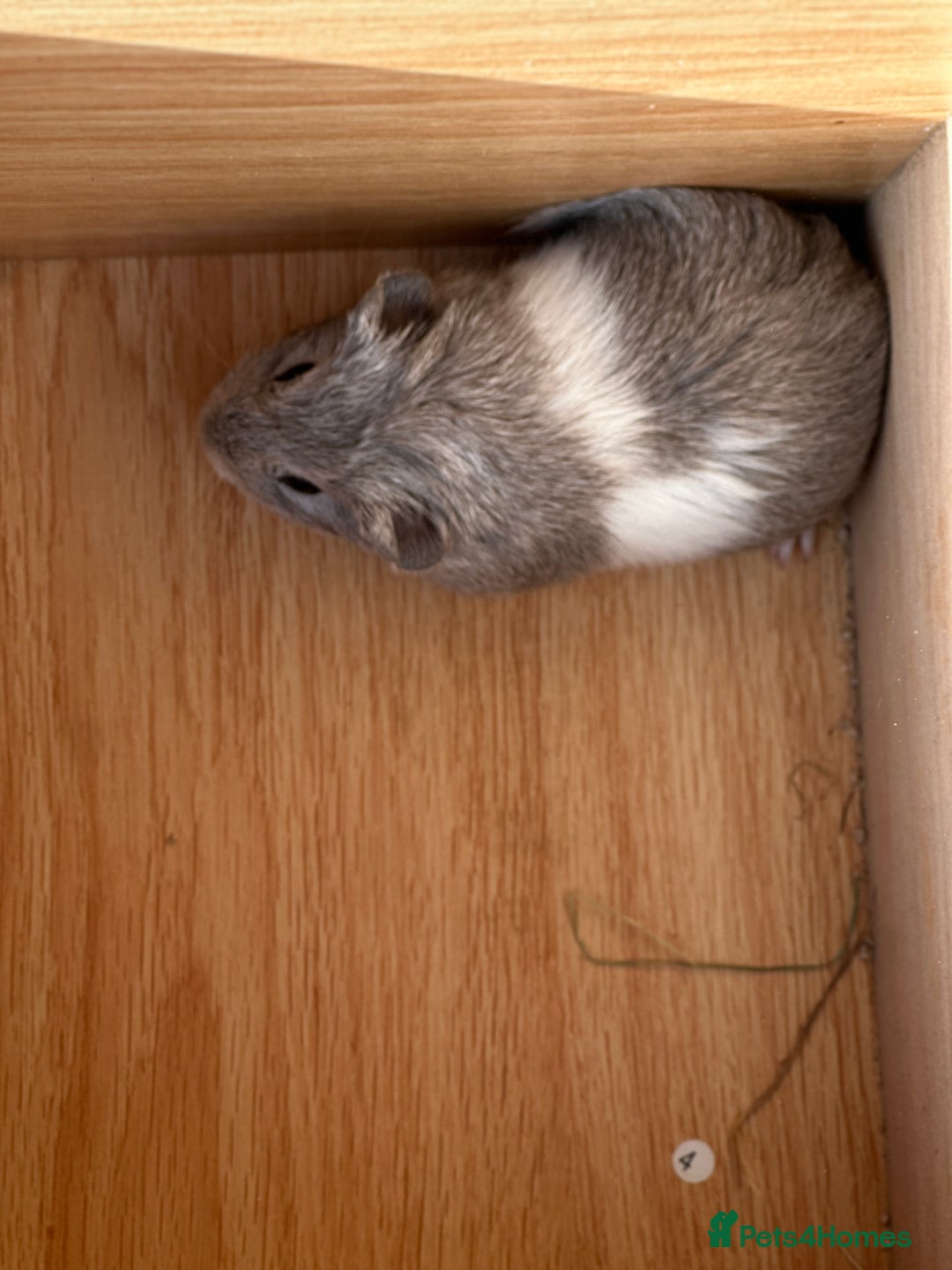 Guinea Pig rodents for sale: Extra Special Guinea Pig Babies  - Image 10