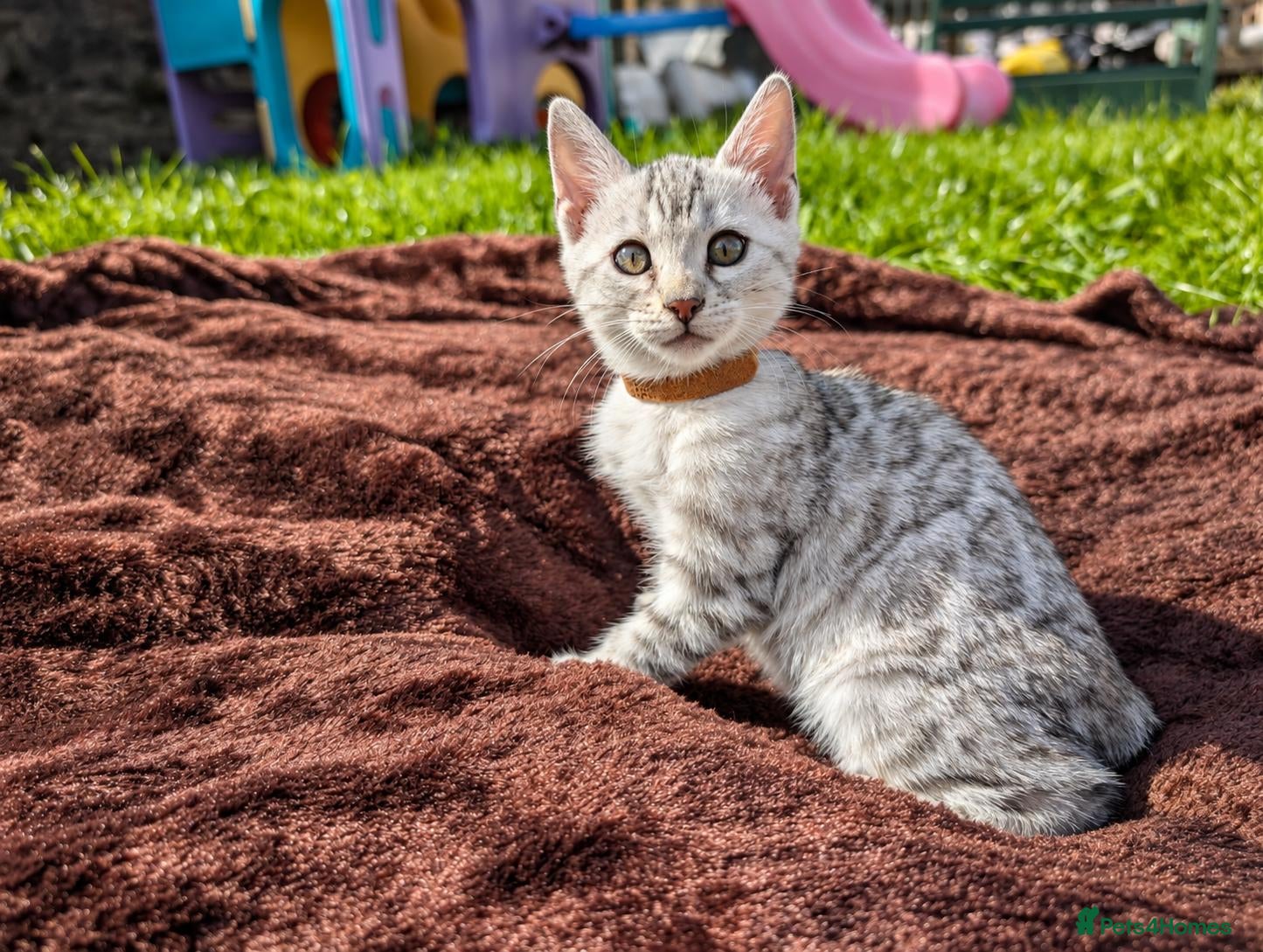 Bengal cats TICA Rosetted Bengal Kittens, Health Tested - Advert 1