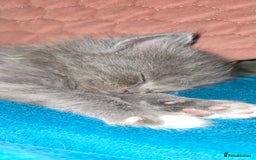 Maine Coon cats for sale: Amazing Mainecoon - Advert 4