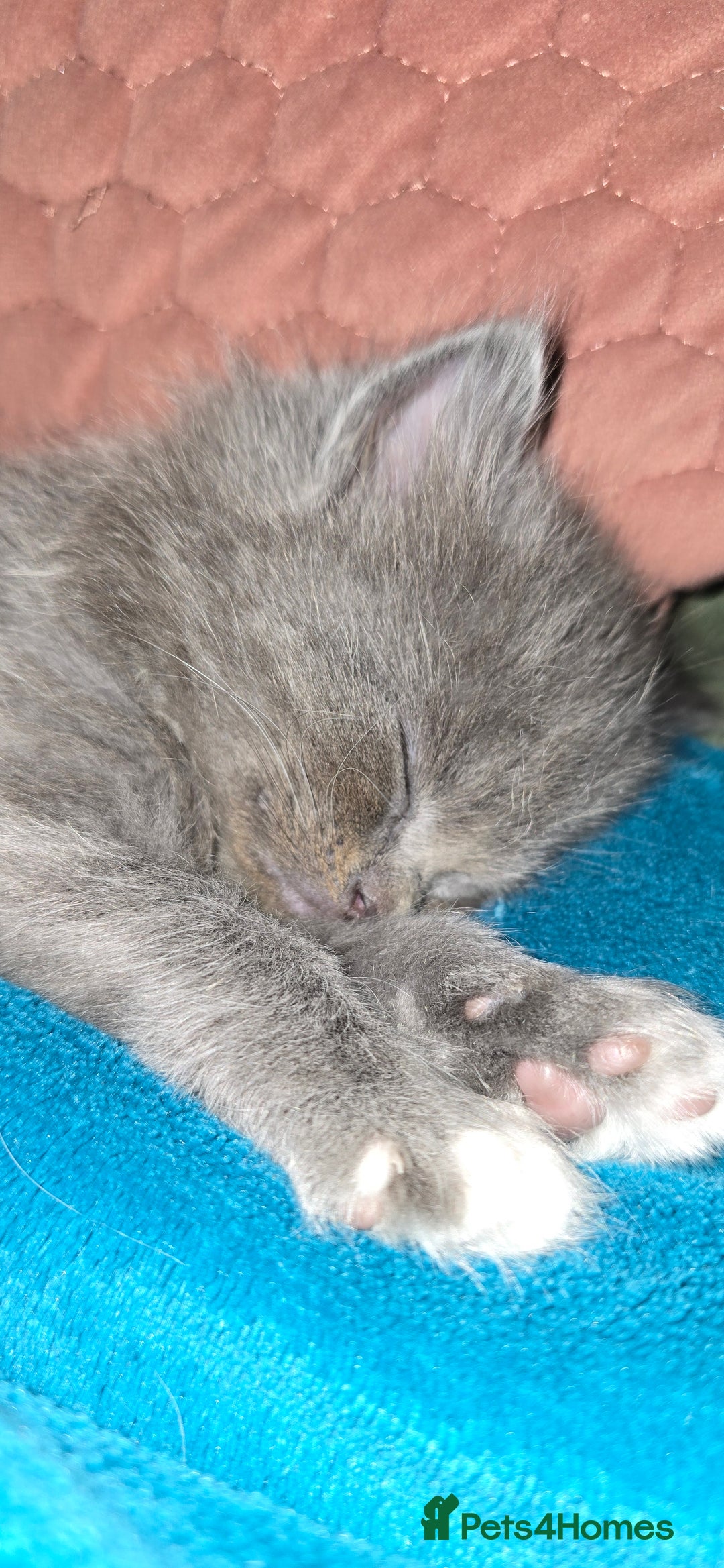 Maine Coon cats for sale: Amazing Mainecoon - Advert 4