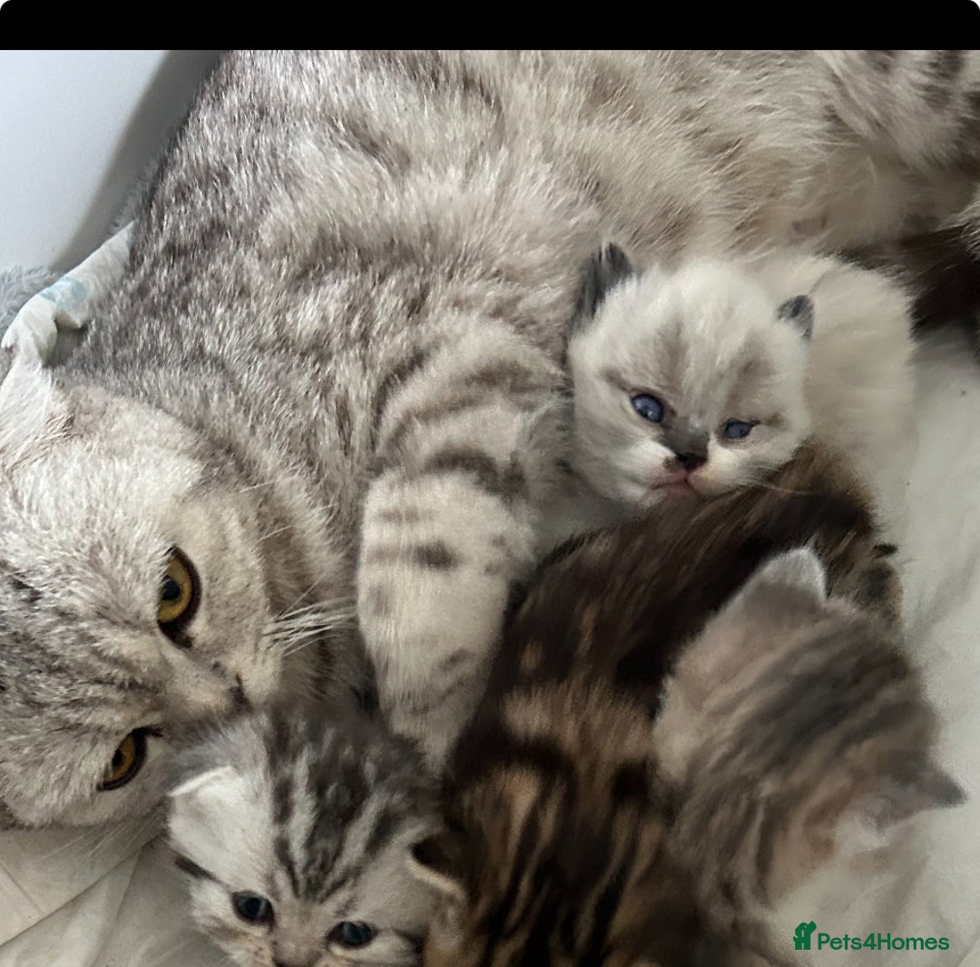 Scottish Fold cats for sale: Beautiful Marble tabby boy  - Image 13