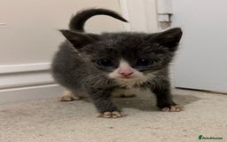 British Shorthair cats for sale: Stunning blue kittens  - Image 14