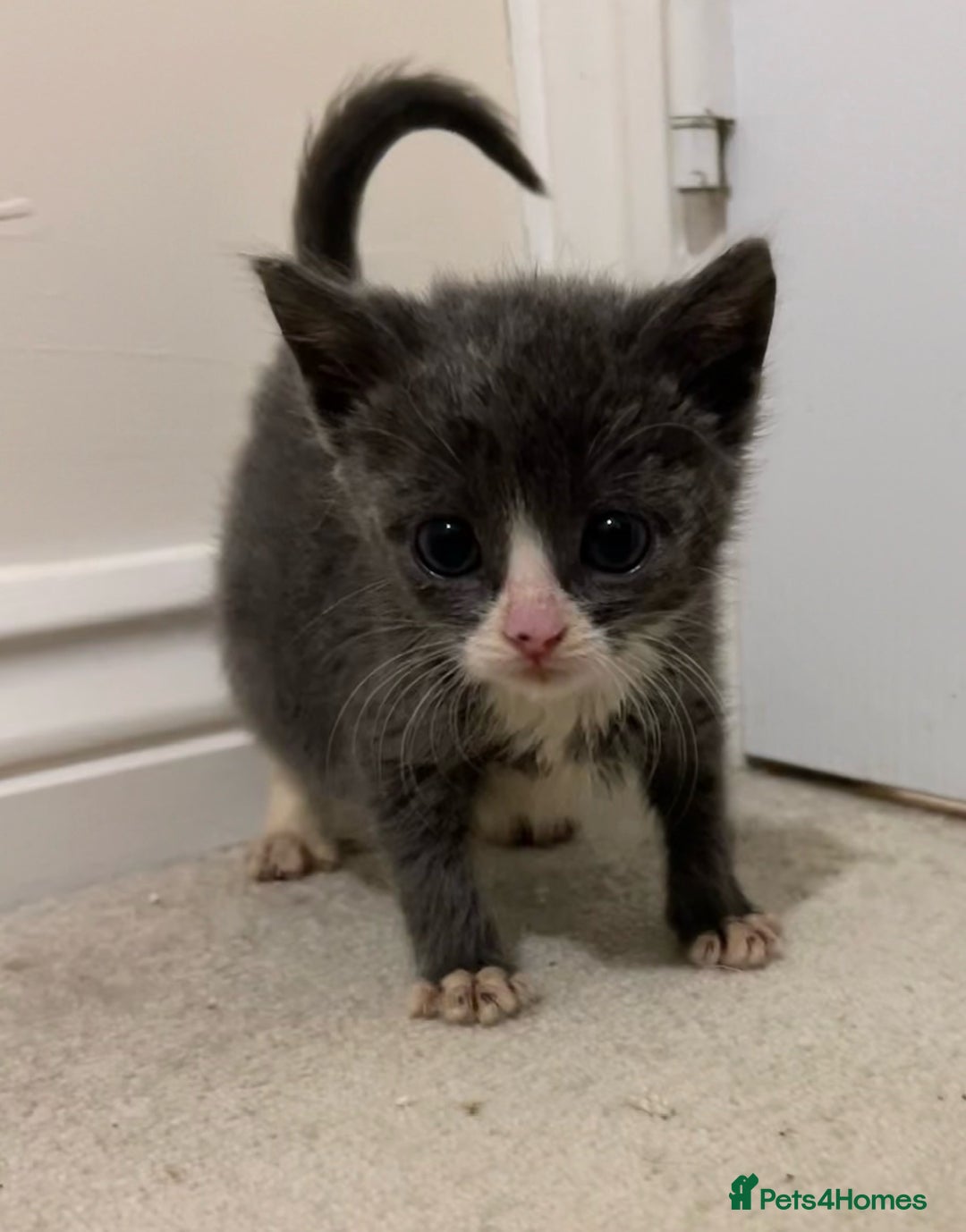 British Shorthair cats for sale: Stunning blue kittens  - Image 14