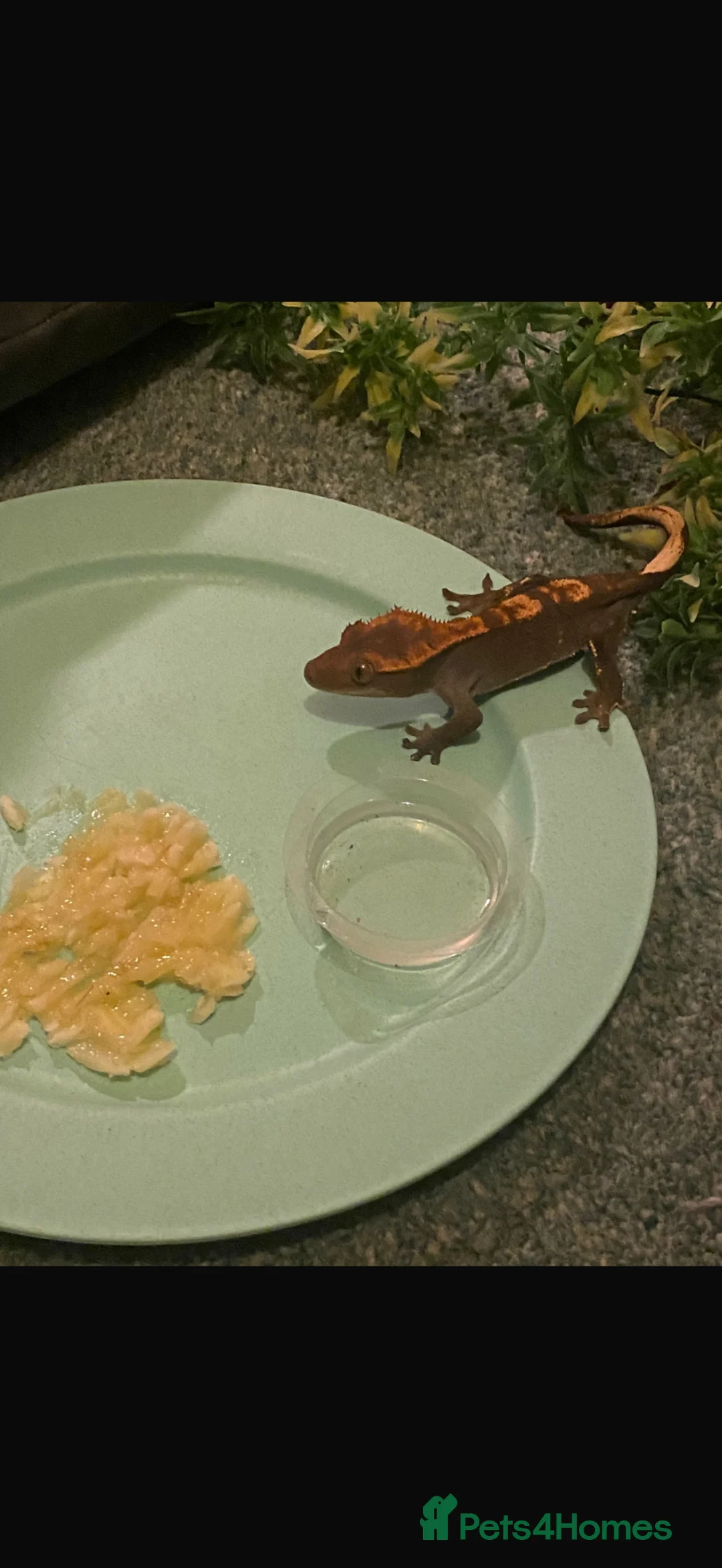 Gecko reptiles for sale: 3 year old Gecko and enclosure  in Strathaven - Advert 2