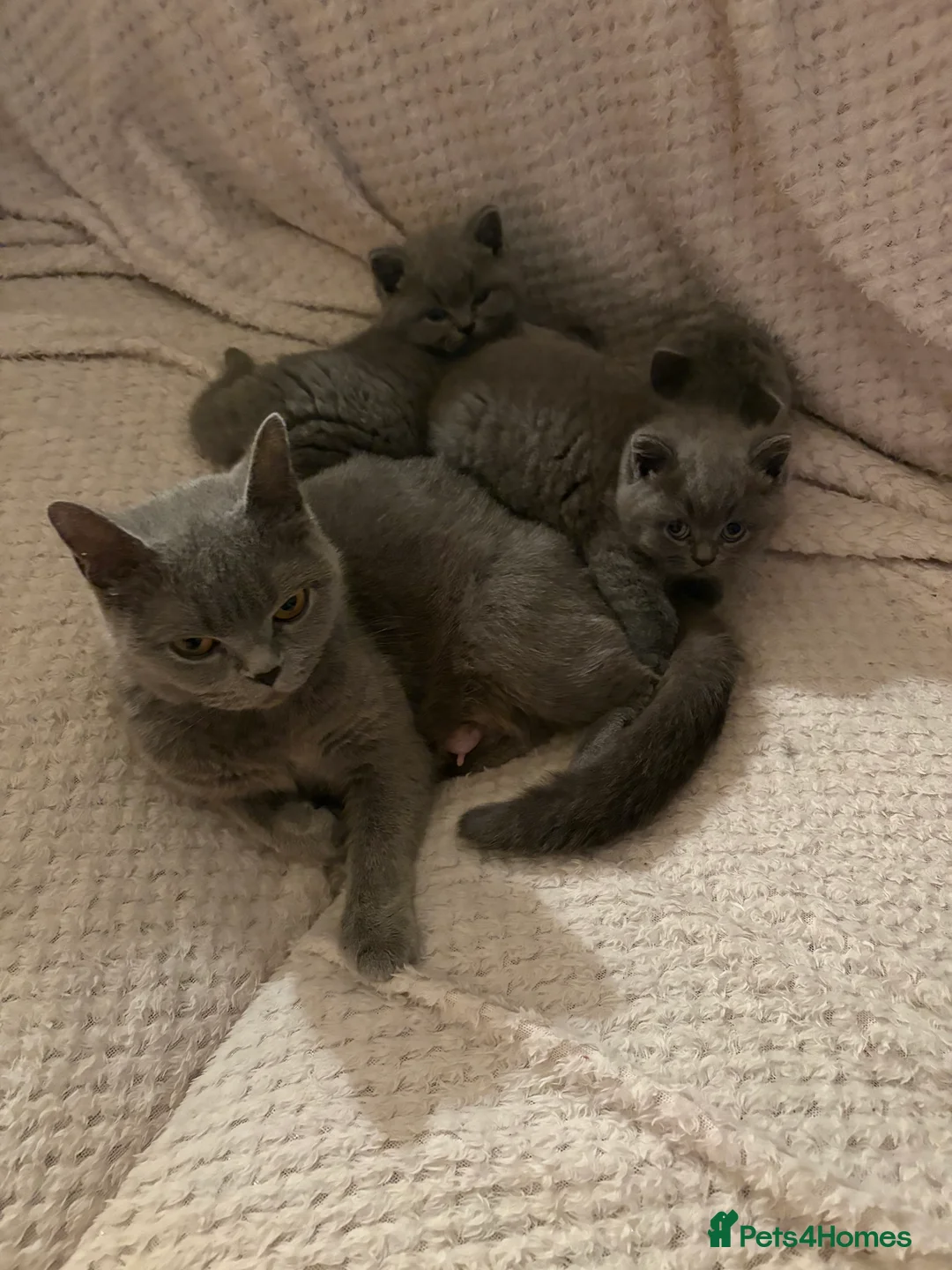 British Shorthair cats for sale: Pru and piper babies  - Advert 9