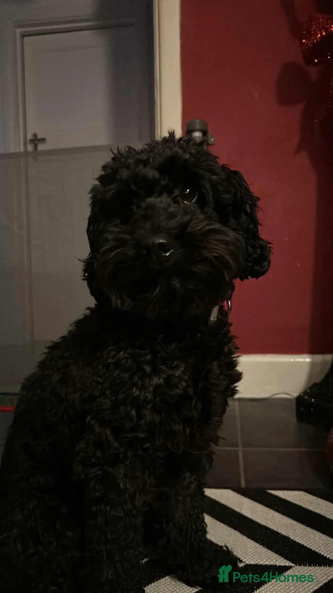 Mixed Breed dogs for sale: Sprockerpoo puppies  in Lymington - Advert 2