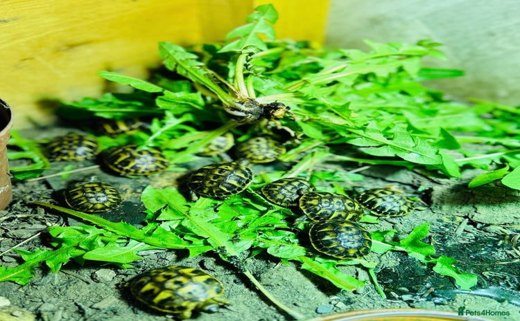 Tortoise reptiles - Advert 16