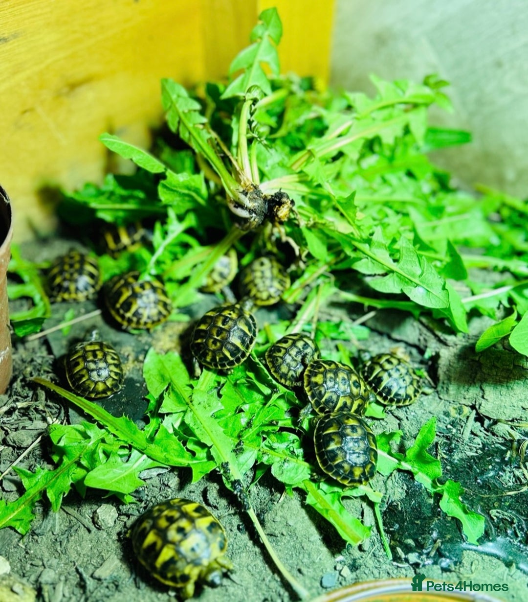 Tortoise reptiles for sale: Western Hermanns -Testudo Hermanni Hermanni - Image 1