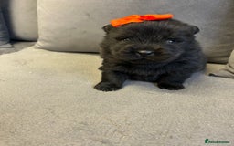 Chow Chow dogs for sale: Chow chow puppies for sale  - Image 2