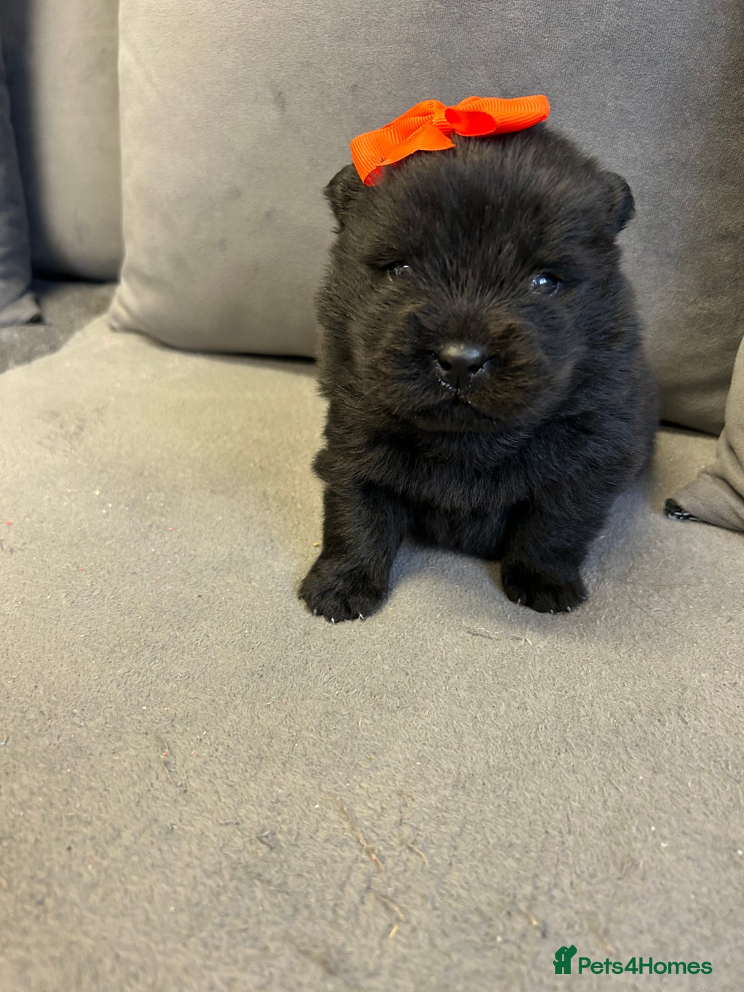 Chow Chow dogs for sale: Chow chow puppies for sale  - Image 2