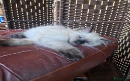 Ragdoll cats for sale: 1 Ragdoll girl left looking for a loving home  - Image 25