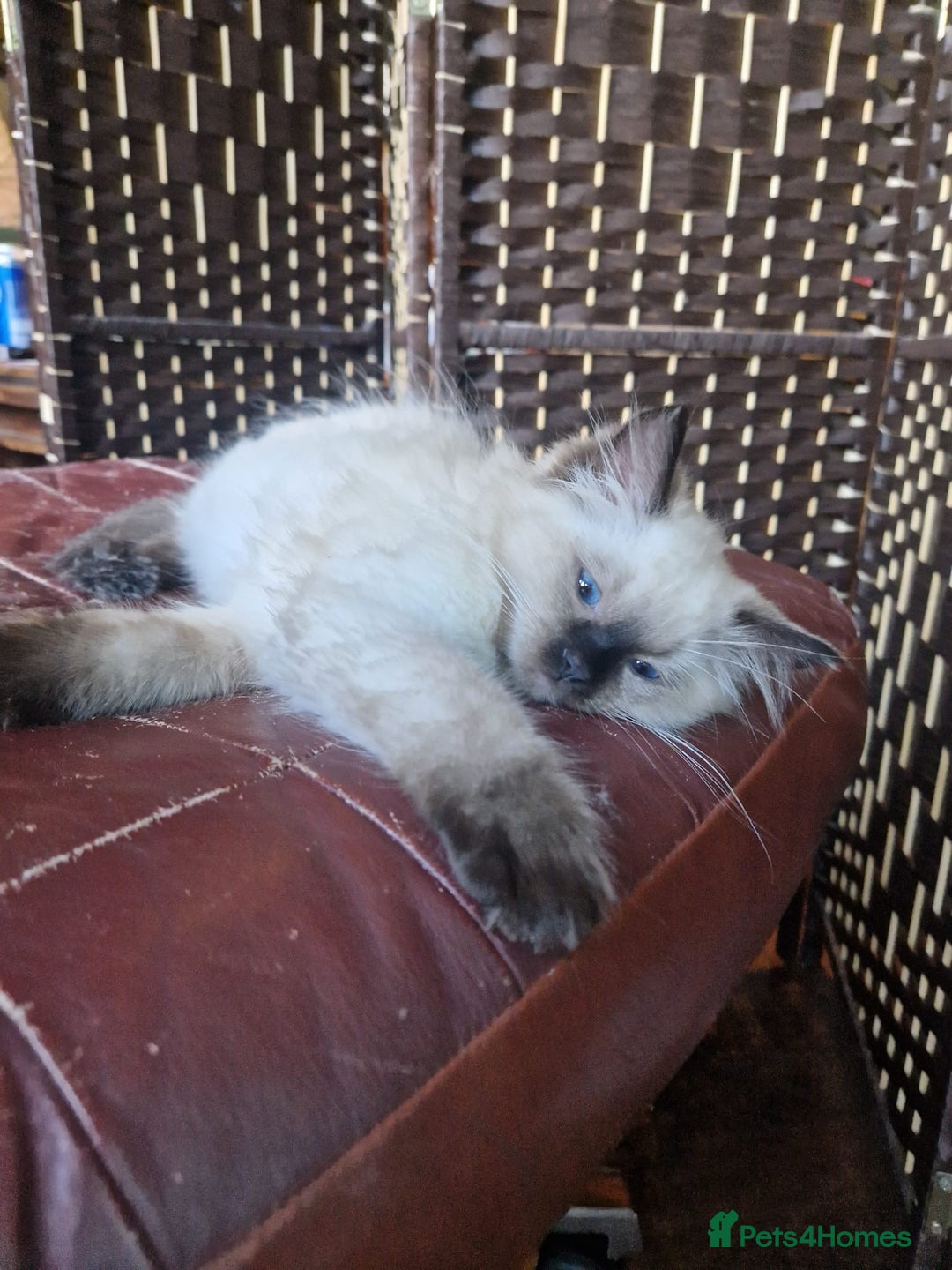Ragdoll cats for sale: 1 Ragdoll girl left looking for a loving home  - Image 25