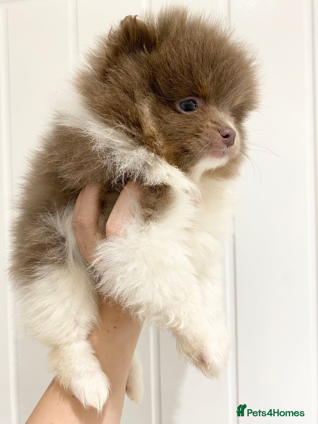 Pomeranian dogs for sale: FLUFFY TEDDY BEAR POMERANIANS 🐻  - Advert 2