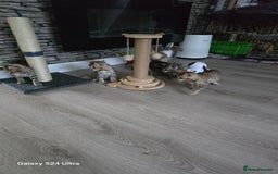 Bengal cats for sale: 4 beautiful bengal kitten  - Image 5