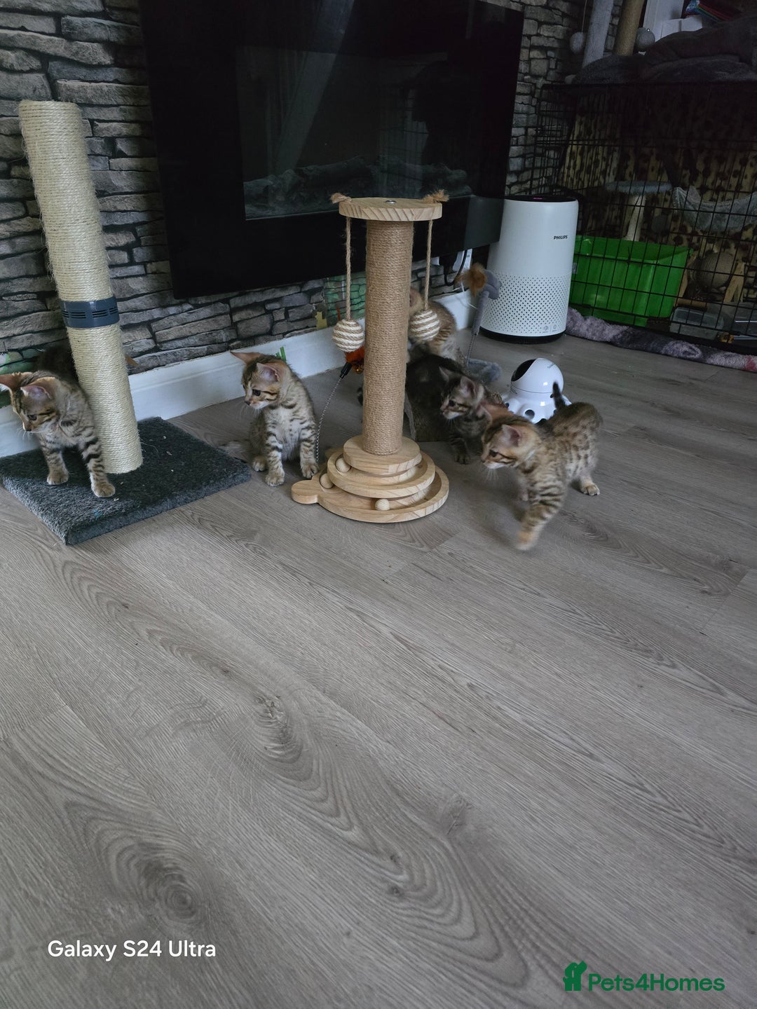 Bengal cats for sale: 4 beautiful bengal kitten  - Image 5