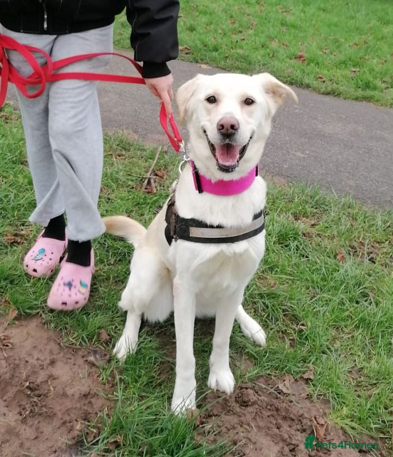 Mixed Breed dogs ❤️🐶 HONEY – Gentle Labrador Cross Girl ❤️🐶 - Advert 1