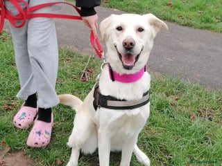 Mixed Breed dogs ❤️🐶 HONEY – Gentle Labrador Cross Girl ❤️🐶 - Advert 1