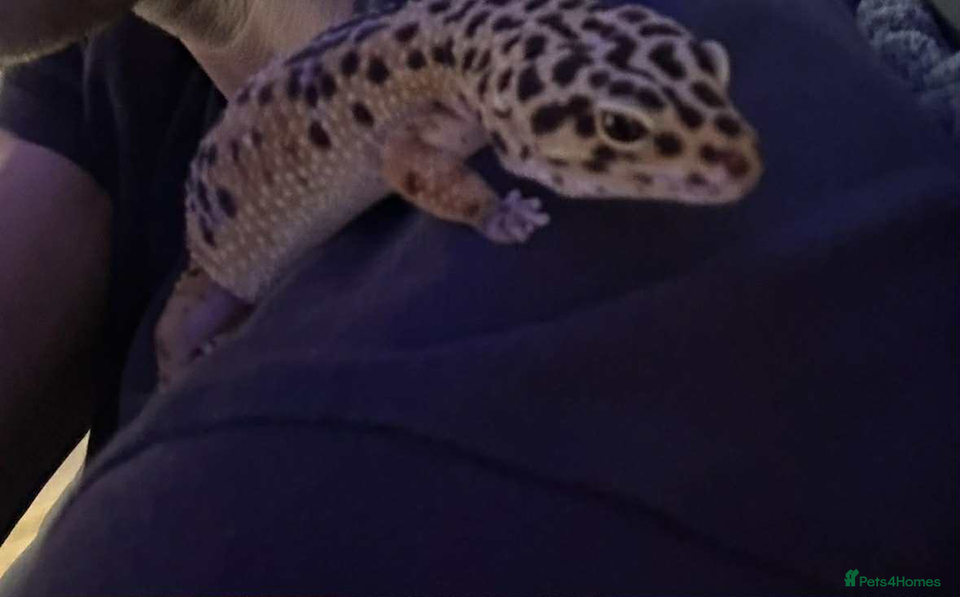 Leopard Gecko reptiles for sale: leopard gecko 5 years old - Advert 11