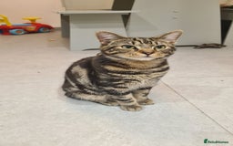 Mixed Breed cats for sale: Beautiful Mixed-Breed Kittens  - Image 8