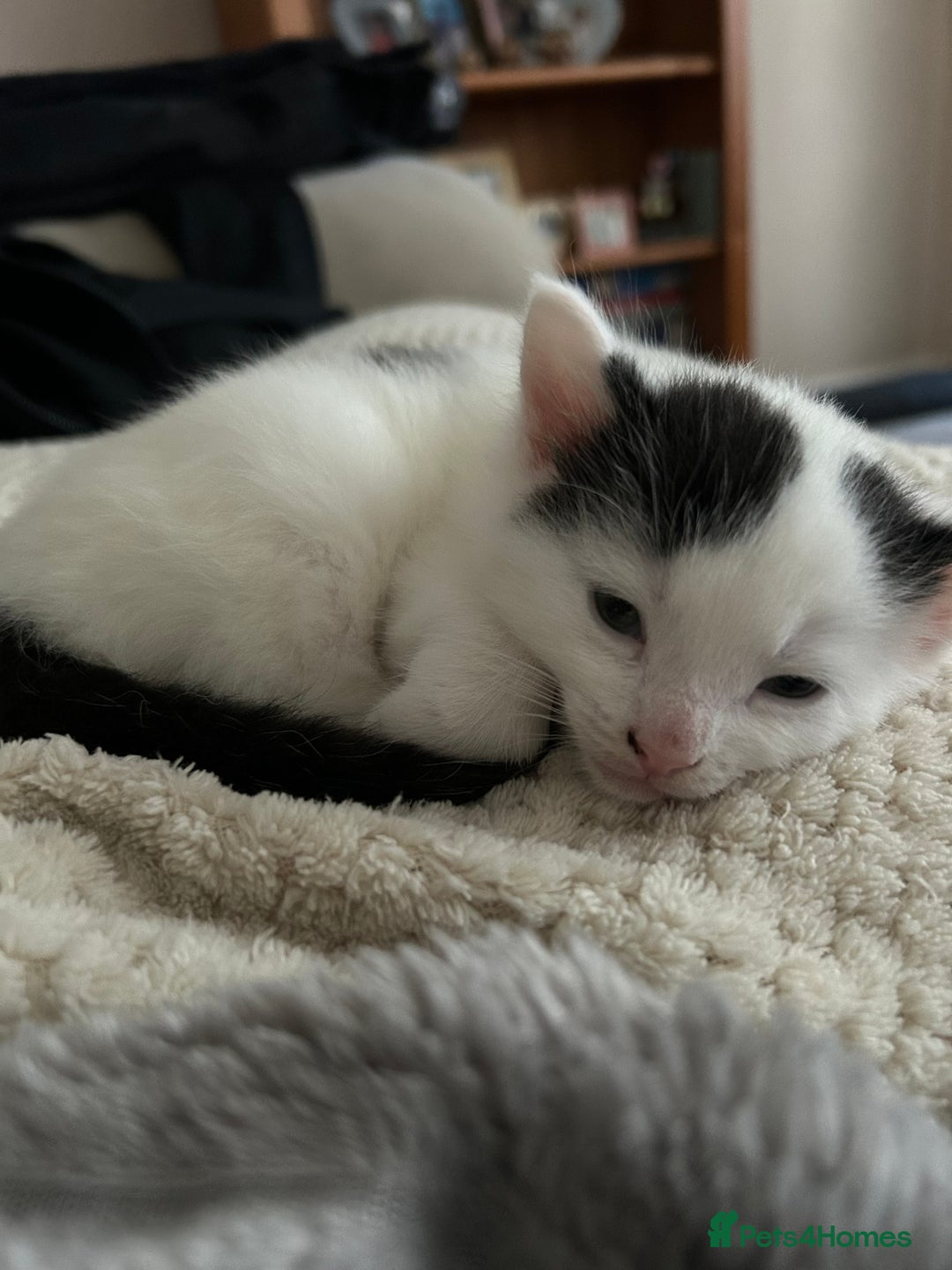 Norwegian Forest Cat cats for sale: Female kitten for sale  - Advert 7