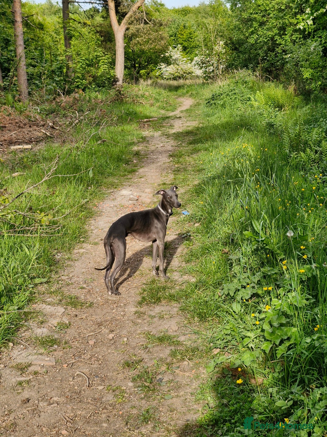 Whippet dogs for stud: Blue male whippet for stud  in Wingate - Image 8