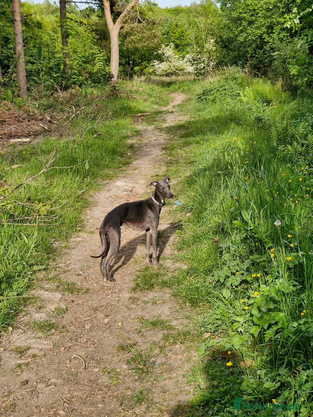 Whippet dogs for stud: Blue male whippet for stud  in Wingate - Advert 8