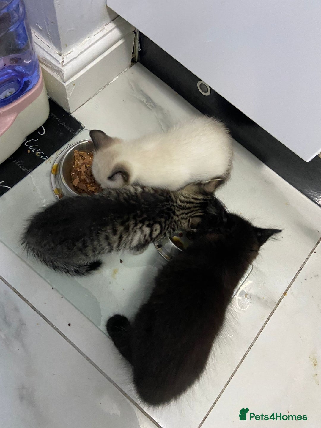 Ragdoll cats for sale: Mixed ragdoll kittens - Image 3