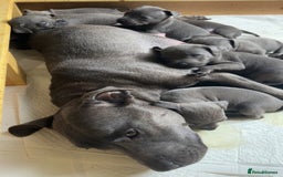 Staffordshire Bull Terrier dogs for sale:  Beautiful blue staffy litter amazing bloodlines - Image 24