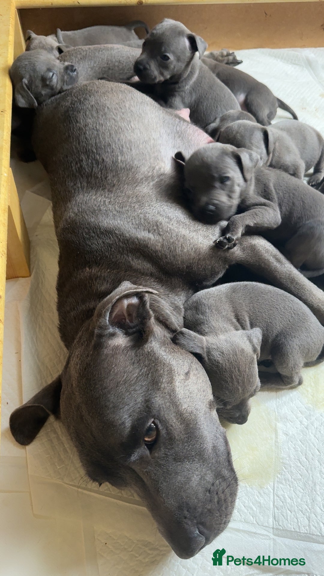 Staffordshire Bull Terrier dogs for sale:  Beautiful blue staffy litter amazing bloodlines - Image 24
