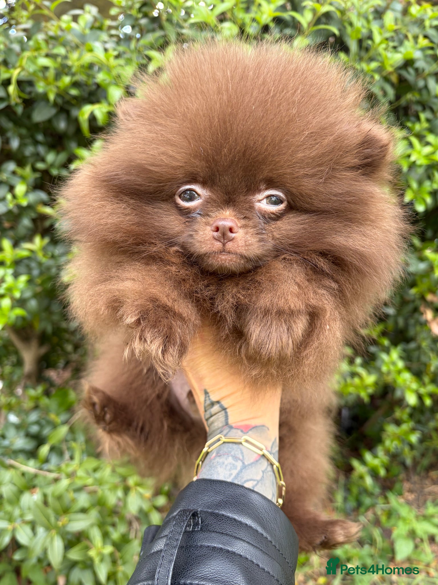 Pomeranian dogs for sale: Amazing Poms teddy bear boy 🥰🐻🥰🐻 - Advert 11