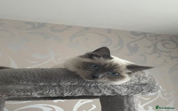 Ragdoll cats for sale: Blue point ragdoll female for sale 🩷 - Image 7