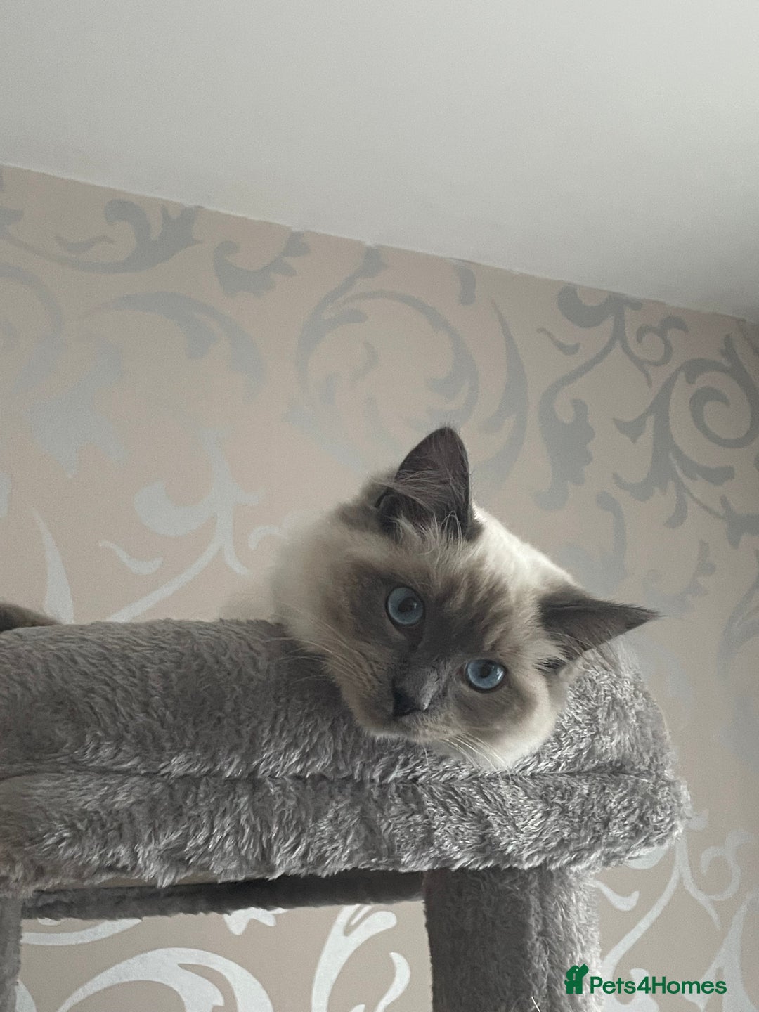 Ragdoll cats for sale: Blue point ragdoll female for sale 🩷 - Image 7
