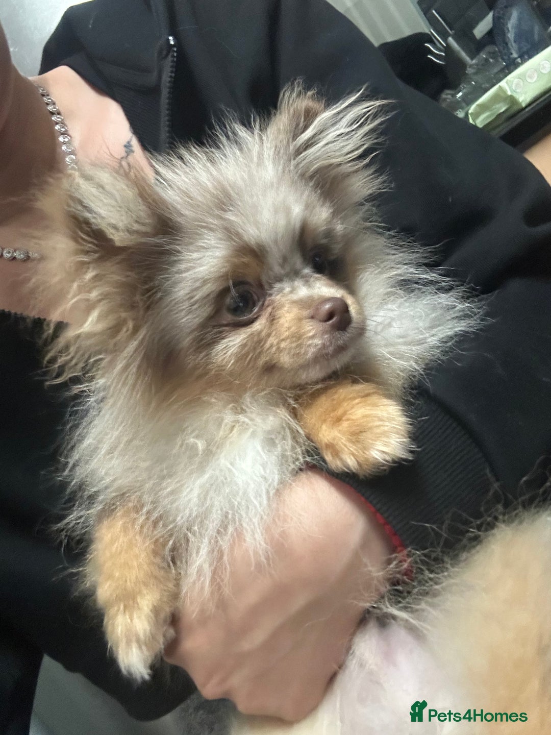 Pomeranian dogs for sale: Pomeranian Marle Puppies   in Newcastle upon Tyne - Image 10