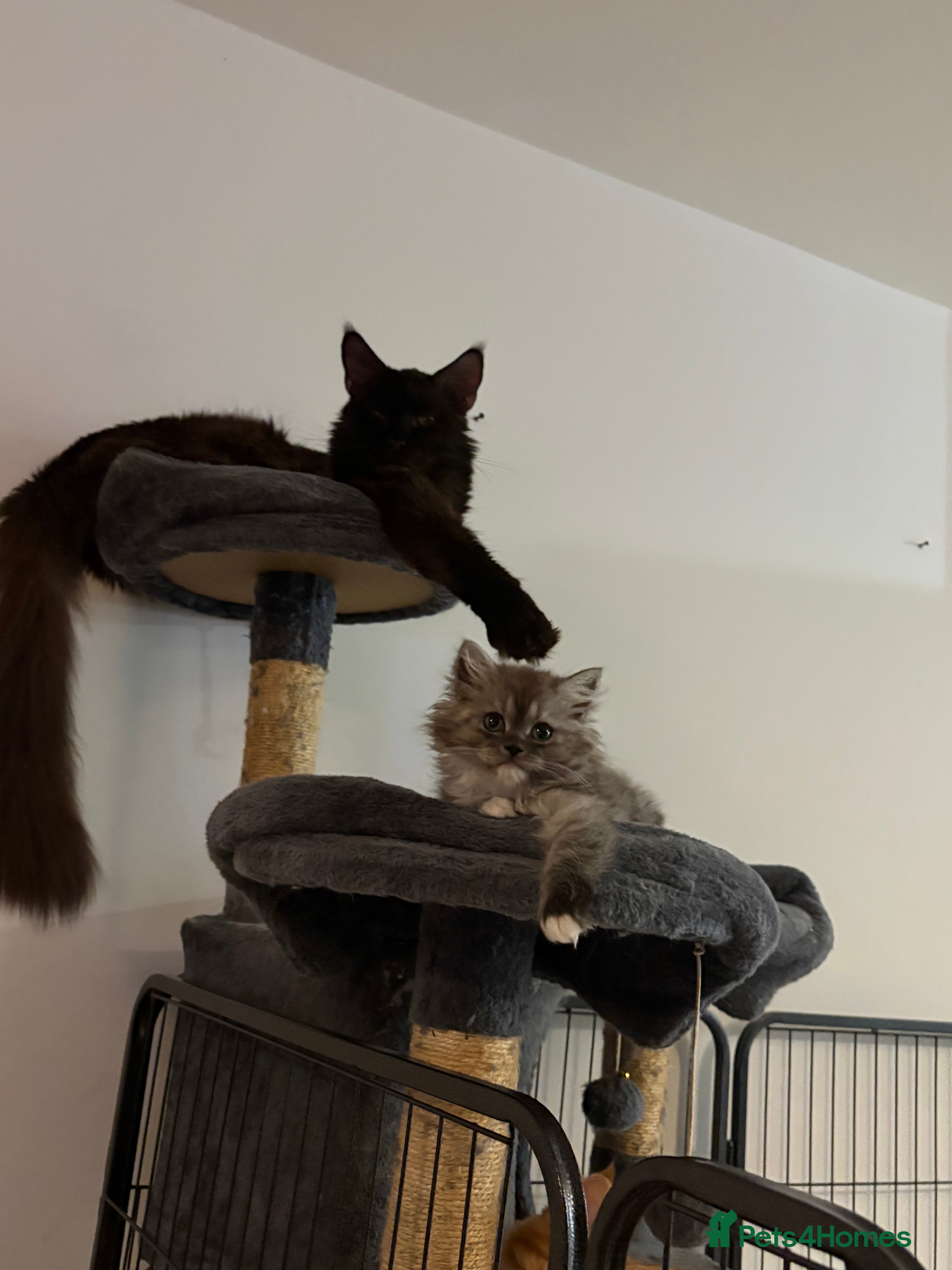 Munchkin cats Munchkin kittens  - Advert 1