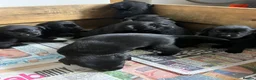 Labrador Retriever dogs for sale: 9 Pedigree Black Labrador Retrievers   in Llangadog - Advert 5