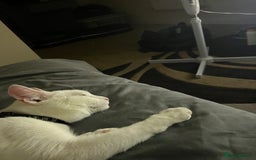 Mixed Breed cats for sale: Urgent re homing - Image 3