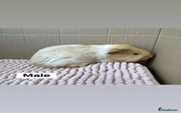 Guinea Pig rodents for sale: Young Guinea pigs  - Image 6