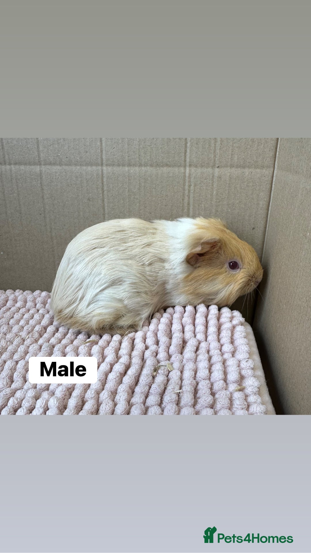 Guinea Pig rodents for sale: Young Guinea pigs  - Image 6