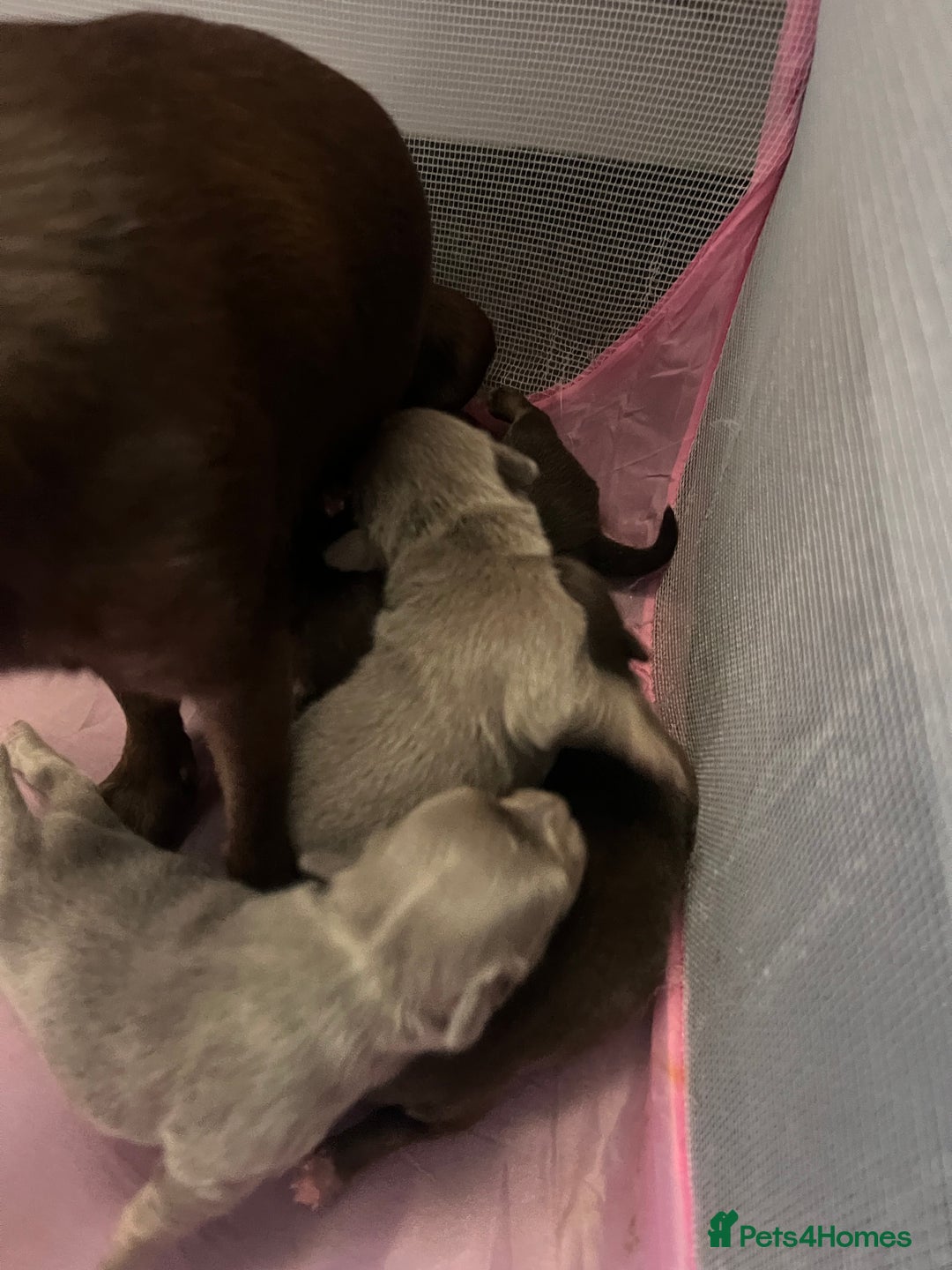 Chihuahua dogs for sale: 2 Male Chihuahuas  - Advert 8