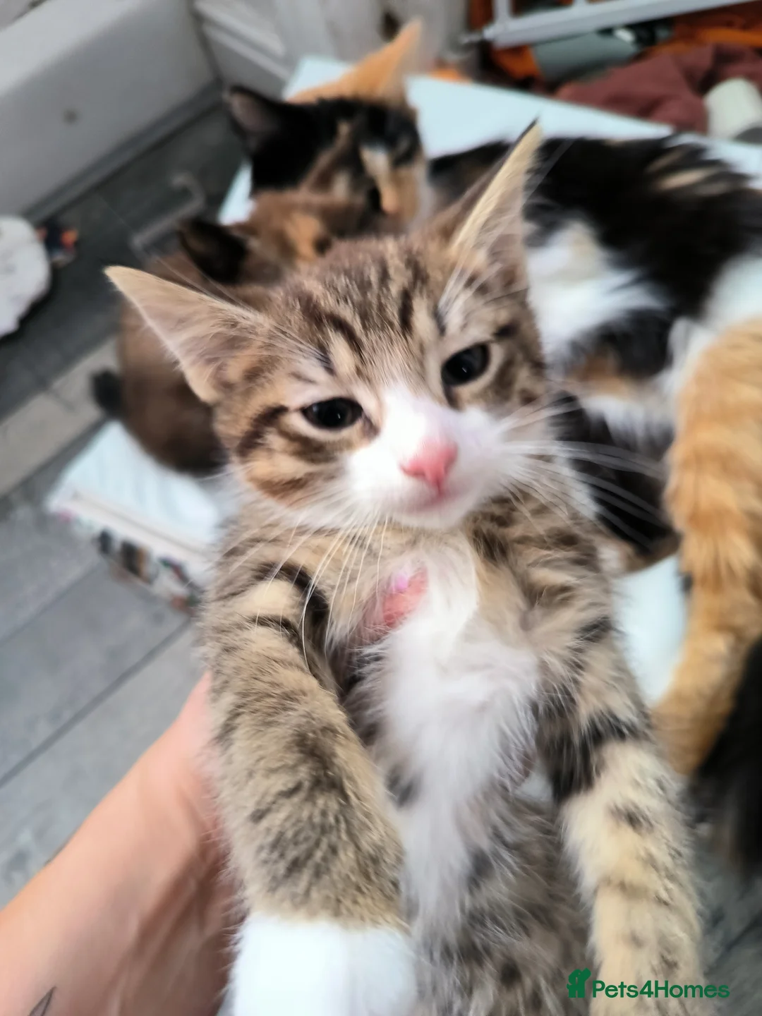 Mixed Breed cats for sale: Beautiful Calico and tabby kitten  - Advert 6