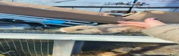 Mini Lop rabbits for sale: two mini lops  - Advert 1